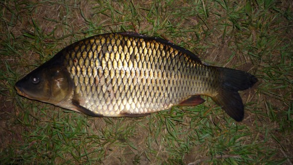 44cm Schuppenkarpfen Heeßeler Teiche 44cm Schuppenkarpfen Heeßeler Teiche